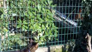 Tsu e la gallina!