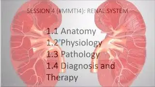 Medicine for medical translators 4: Renal system
