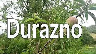 Durazno