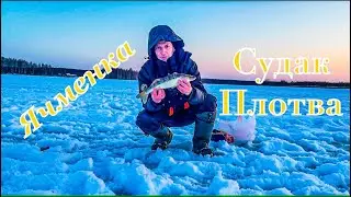 Рыбалочка на Ячменке.  Судака поймали.