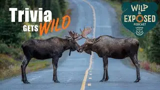 Holiday Trivia gets Wild - Wild and Exposed Podcast
