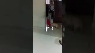 Labrador yellow puppy playing