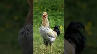 Combining rooster And Camel