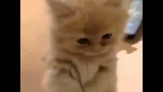 Please feed me