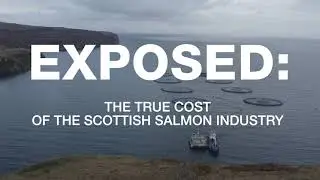 Stop Salmon Suffering