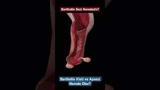 Bartholin Bezi Nerededir? Kisti ve Apsesi Nerede Olur?
