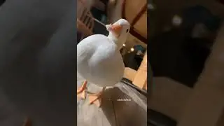Chips ￼aura is strong #phonk #music #edit #duckphonk #duck