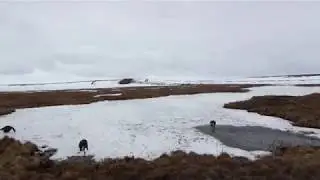 Охота и рыбалка на Чукотке.Воспоминание.