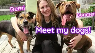 Meet My RESCUE DOGS 🐶 Furry Friend Tag