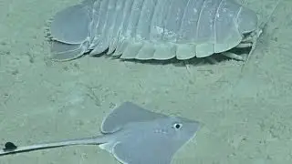 Friends in Low Places: Isopod & Skate | Nautilus Live