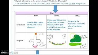 VCE Biology KK2 Nucleic acids and proteins