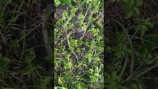 Змея скинула шкуру                             #shortvideo #лето #змея