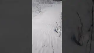 Наст