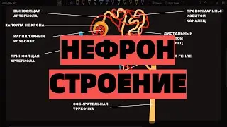 НЕФРОН ЕГЭ строение, функции, анатомия, физиология