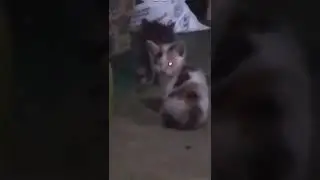 supercat