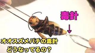 Remove the stinger from the giant hornet!!