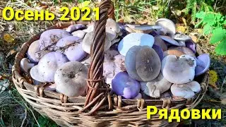 Осенние грибы 2021. Рядовка фиолетовая, рядовка(говорушка) дымчатая.