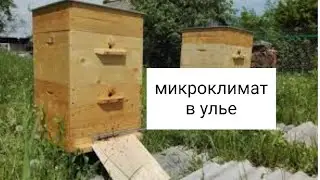 Микроклимат в пчелином улье. В.Г. Кашковский