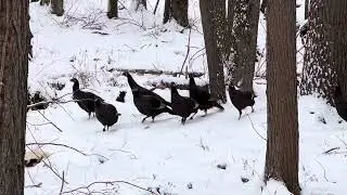 Skunk and turkeys. You wouldn’t believe it.