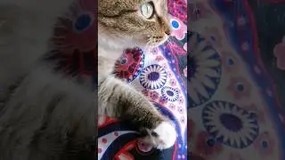 Если вы думаете, что ни кому не нужны,то... ♥️ #котики #озвучка #приколы #юмор #cat