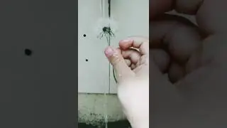 vdd