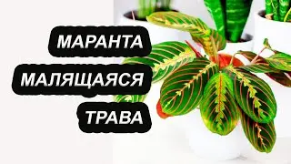 Маранта | Молящаяся трава