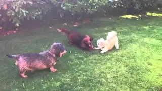 Struppi, Skipper & Max