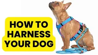 How to Put On A Dog Harness - Train Your Dog to Wear a Harness Like A Pro
