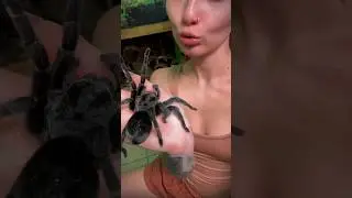 А вы боитесь пауков и змей? 