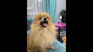 Единственный в мире малыш Веря и Микки