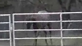 IN MEMORY OF MY HORSE COWBOY