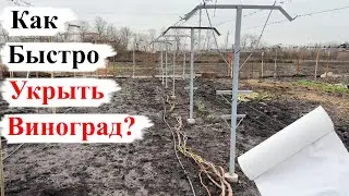 БЫСТРЫЙ и НАДЁЖНЫЙ способ УКРЫТИЯ ВИНОГРАДА на ЗИМУ!