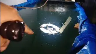 5 hal yang saya ketahui tengtang budidaya kutu air