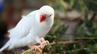Parrot birds 8h 1