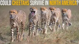 Could Cheetahs Survive In North America?