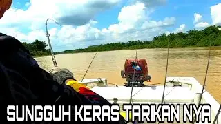SUNGGUH KERAS TARIKKAN NYA.MANCING UDANG GALAH,#shrimp,#prawns,,#fishing #angler