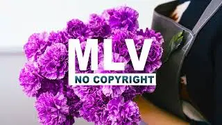 Saxohouse Music: Feel - Liqwyd (No Copyright Music)