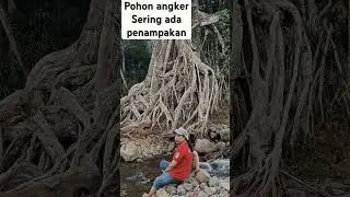 pohon lungit sering muncul sosok wanita cantik