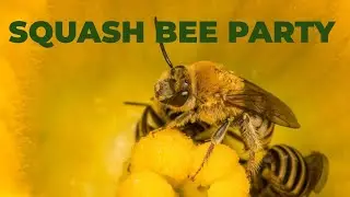 Squash Bee Party