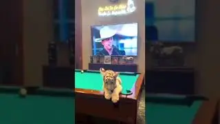 Les presento a mi nuevo gatico jejej 😅🤣 #shorts