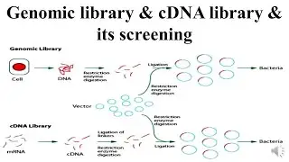 Genomic library & cDNA library & its screening