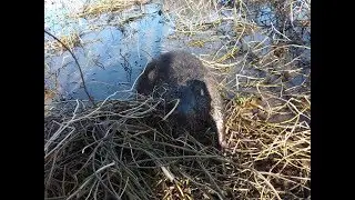 Бобр на приманку, Беларусь 2019. Крайние бобры сезона.