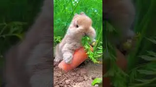 Ce lapin nain est en pleine dégustation 🐰