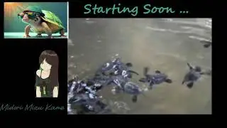 Midori Mizu Kame Live Stream