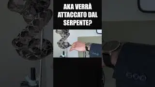 Cosa succede se un SERPENTE ti attacca?