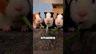 Эти хомяки шокировали всех 🐹