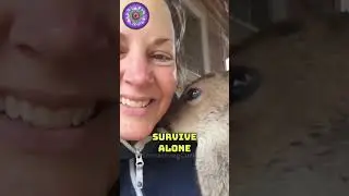 Baby deer asks for help