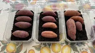 Yummy Yams or How to Grow Sweet Potato Plants