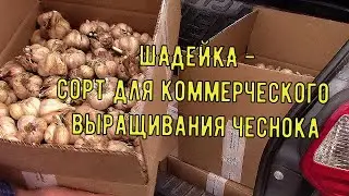 ШАДЕЙКА Чеснок для Урала и Сибири