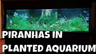 Piranhas in Paradise: A Stunning Planted Aquarium